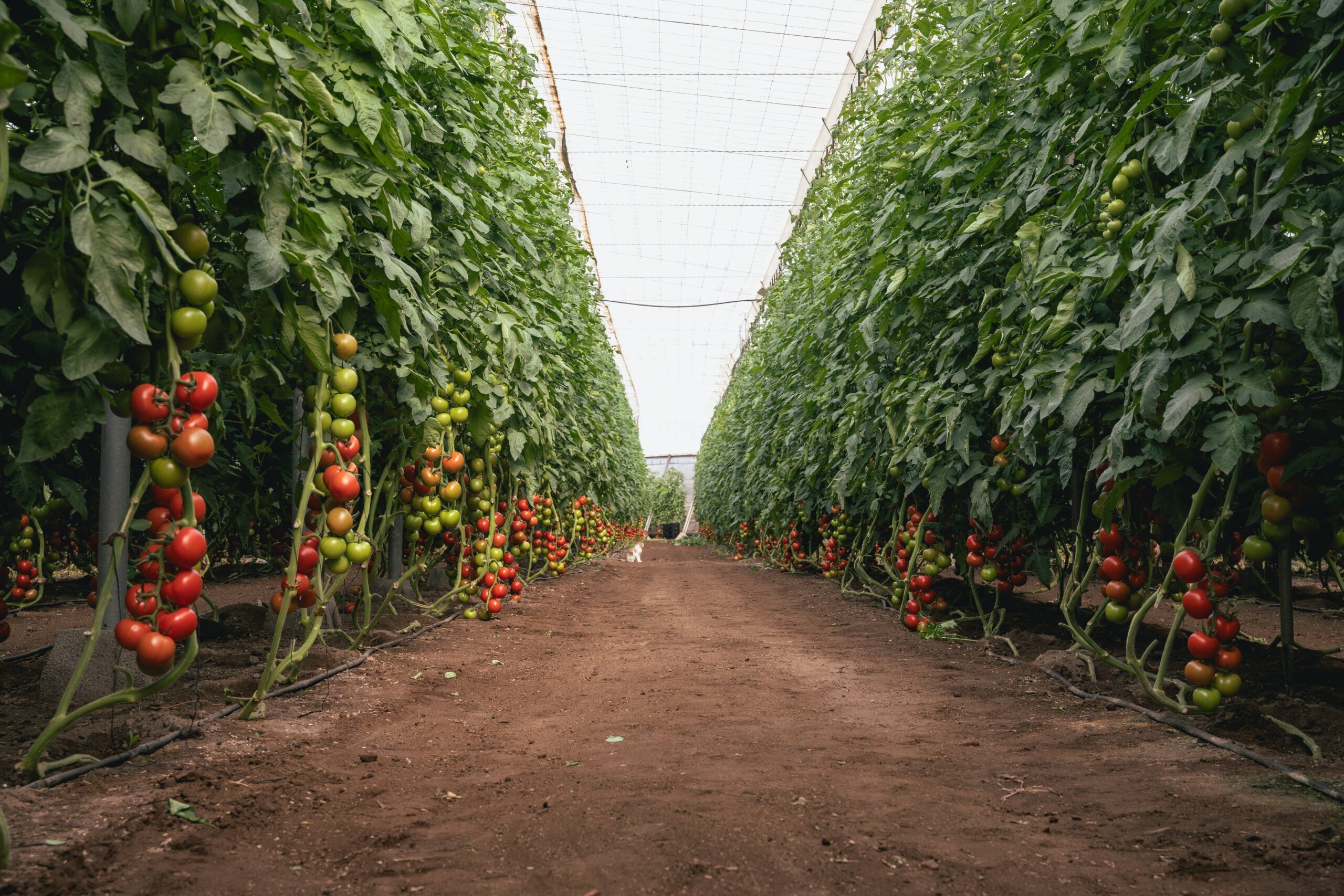cosecha de tomates